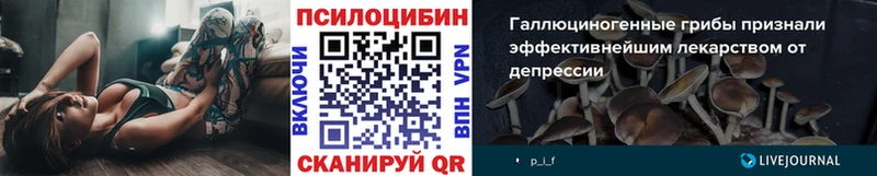 где продают   Шахты  Галлюциногенные грибы Psilocybe 